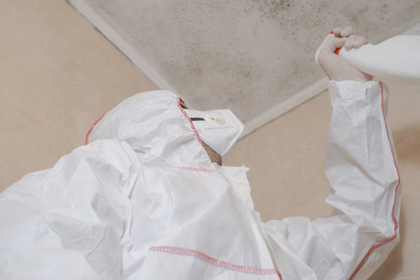 Professional Mold Remediation in Morrilton, AR